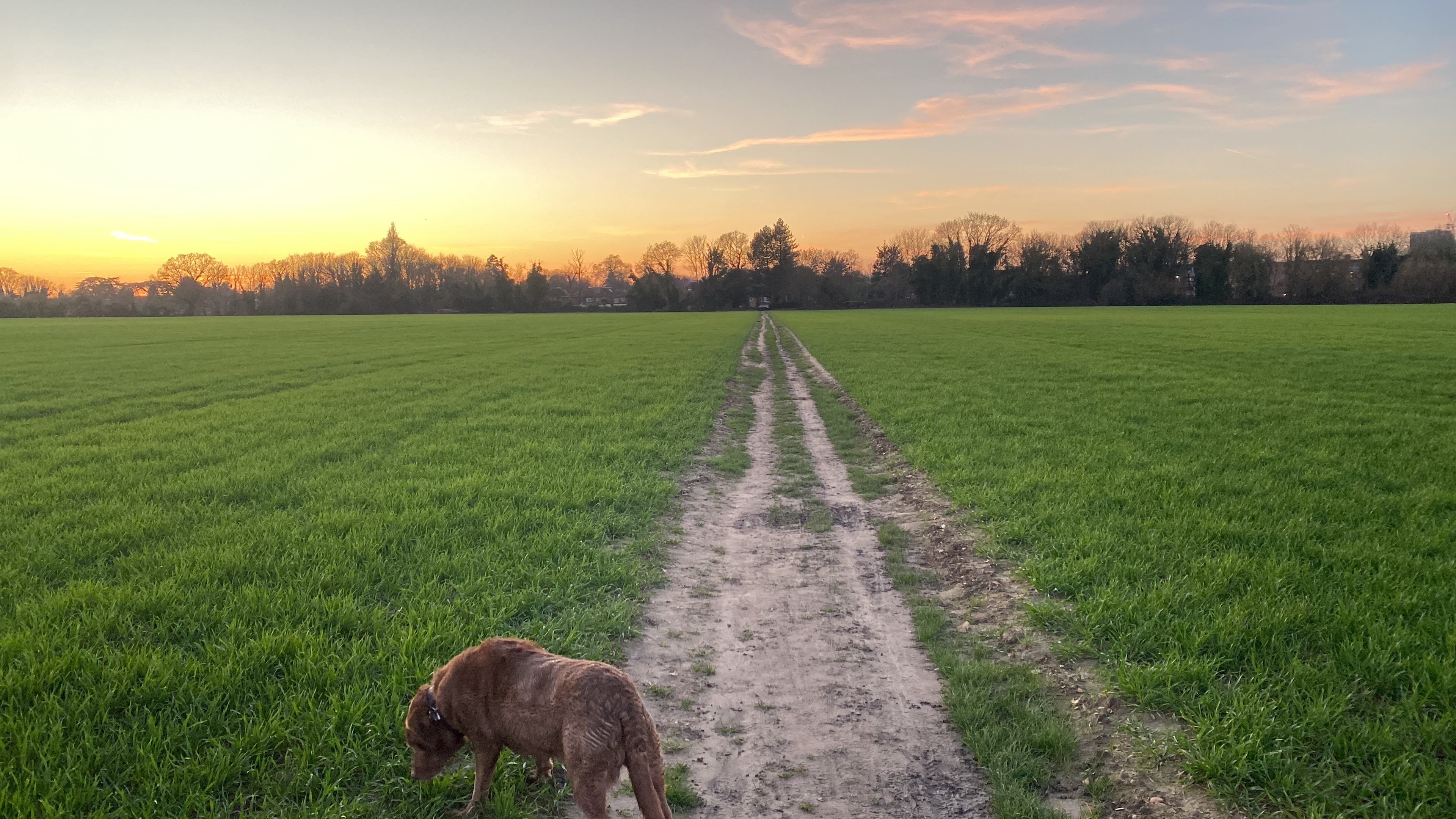 Milo on a walk